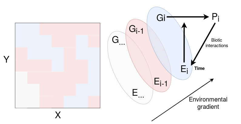 Microgeographic adaptations among sympatric species within a species complex. Different genetic species $G$ grow in sympatry in specific habitats $E$ along an environmental gradient. The interaction of local environment $E_i$ and genotype $G_i$ result in phenotype $P_i$ . Phenotype $P_i$ feeds back to its local environment through biotic interactions. Temporal variation of the environment influences the phenotype of the established genotype.