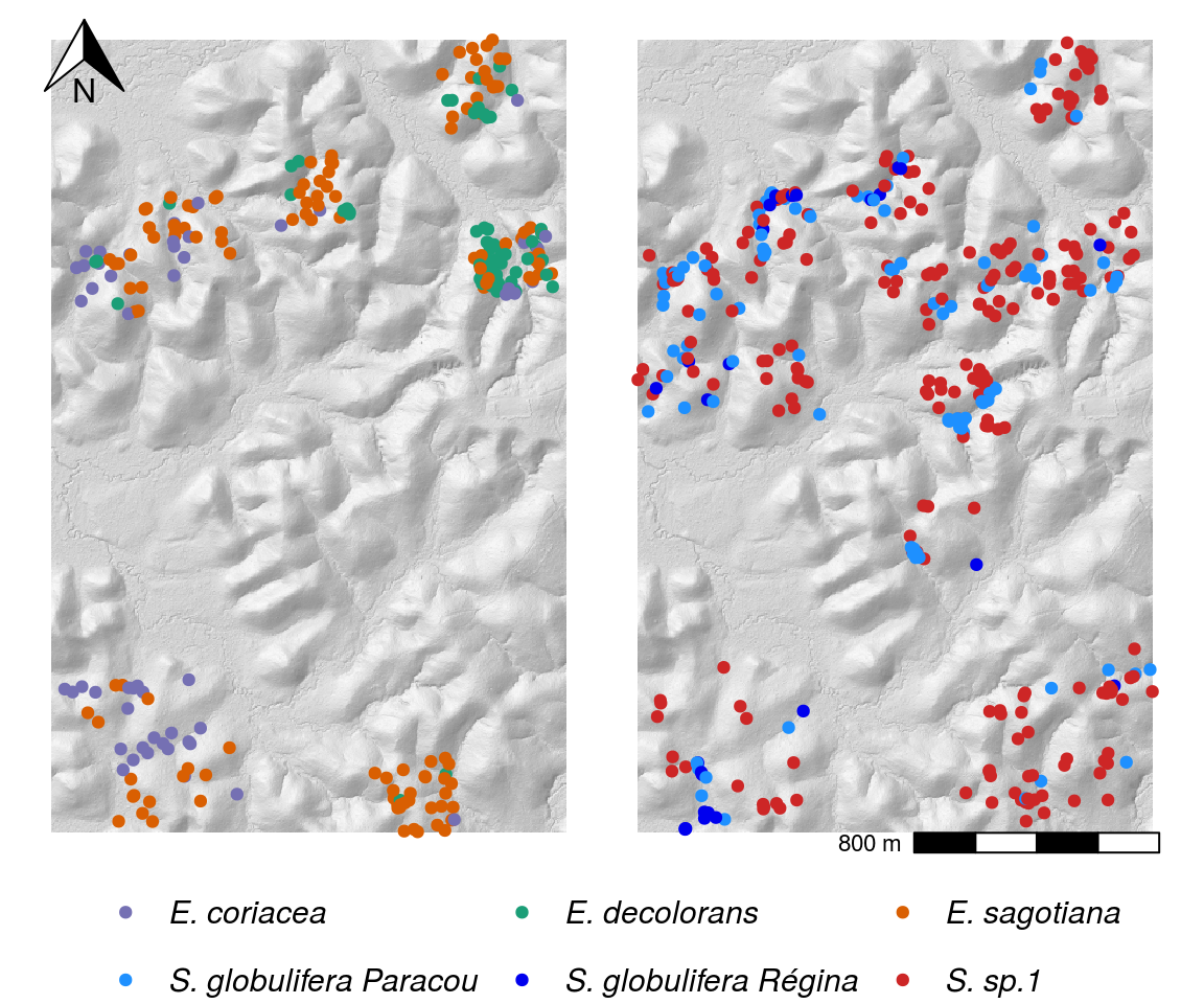 Map of sampled individuals for species complexes *Symphonia* and *Eschweilera* clade *Parvifolia*. Colours represent species determined based on the genetic structure of capture datasets, which was not necessarily in agreement with original botanical identification. Grey level represents hill shading to visualize topography.