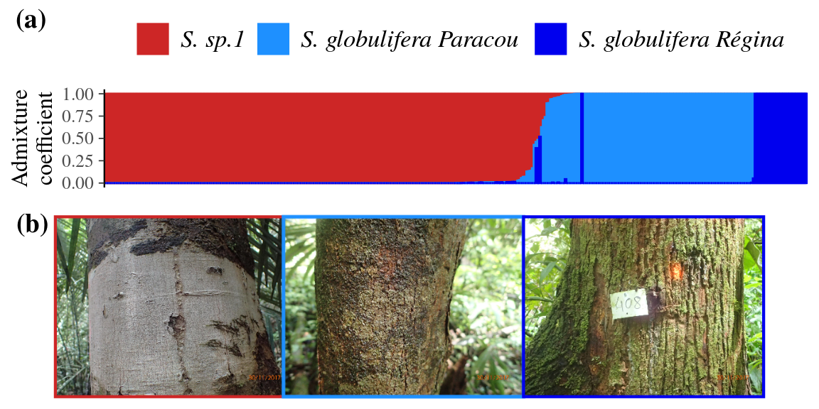 Admixture plot **(a)** of *Symphonia* individuals for the best K, K = 3 and corresponding trunk morphology **(b)**. The three morphotypes are identified with their bark with *S. sp.1* (left, red) having a light grey thin and smooth bark, the *S. globulifera type Paracou* (center, light blue) having a dark that is intermediate between that of the other morphotypes with respect to thickness and rugosity and the *S. globulifera type Régina* that has a thick and lashed bark (right, dark blue).